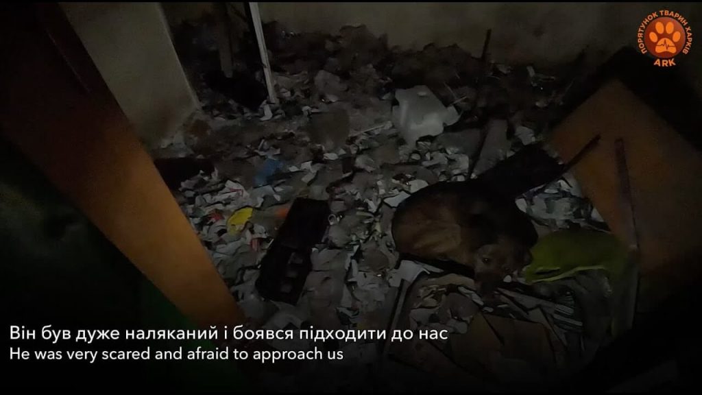 Rescuers in Ukraine Scour Bomb-Riddled City to Save Desperate Animals