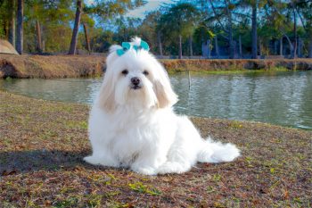 Lhasa Apso Lifespan – What to Expect & How to Help a Lhasa Apso Live Longer