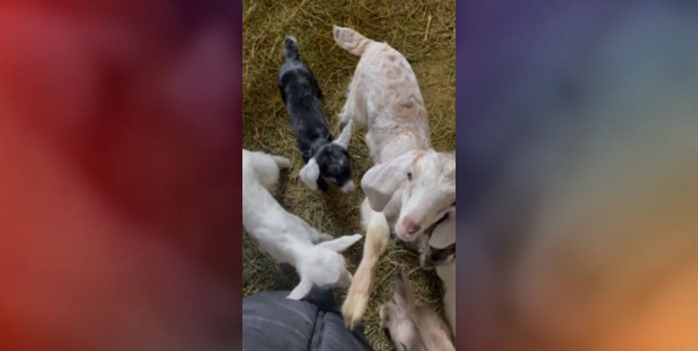 ‘Bleating’ the Odds: How PETA-Supported Rescuers Saved Baby Goats in Ukraine