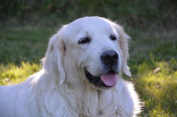 10 Dog Breeds Similar to Golden Retrievers