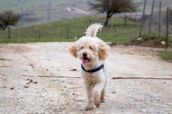 10 Dog Breeds Similar to Goldendoodles