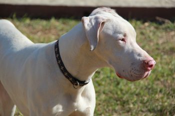 The History and Origin of the Great Dane: A Comprehensive Look
