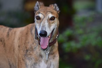 Greyhound Lifespan – What to Expect & How to Help a Greyhound Live Longer