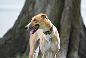 10 Dog Breeds Similar to Greyhounds