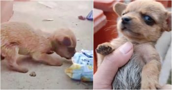 Guy Finds ‘Teeny’ Puppy With His Head Inside Chip Bag, Searching For Crumbs