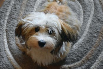 Havanese Lifespan – What to Expect & How to Help a Havanese Live Longer