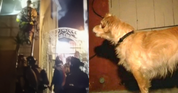Quiet Rescue Dog Started ‘Barking At Wall’ One Day, Owner Grabbed Him And Runs
