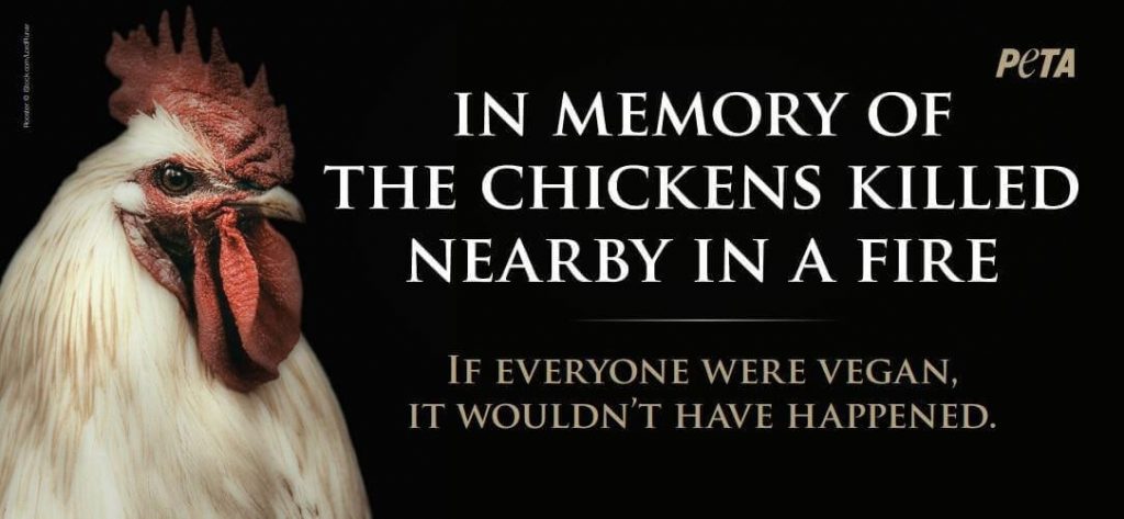 Deadly Fire at Feather Crest Farms Prompts PETA Memorial for Chickens