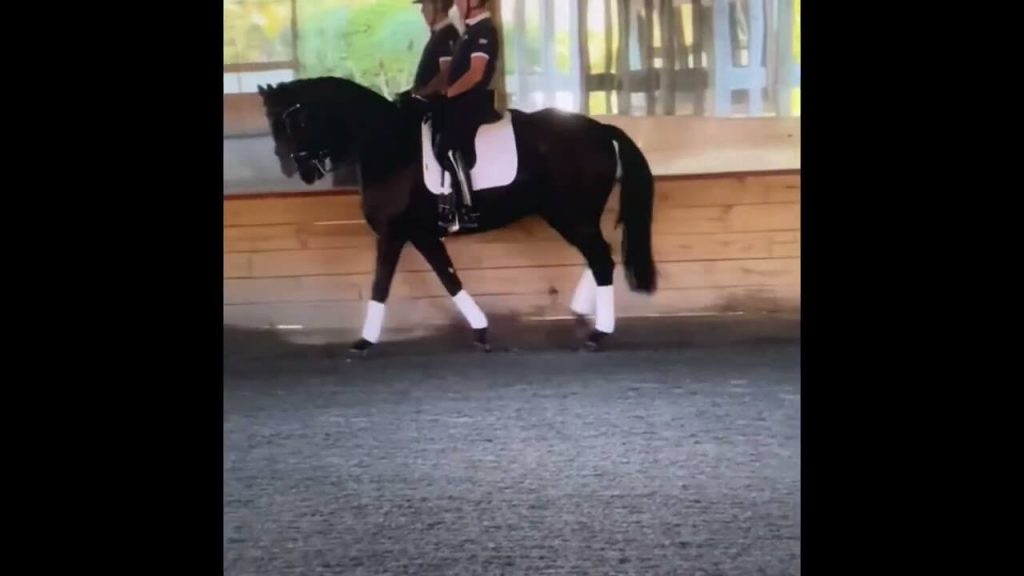 Caught on Video: Olympic Dressage Rider Cesar Parra Using Abusive Training Techniques on Horses