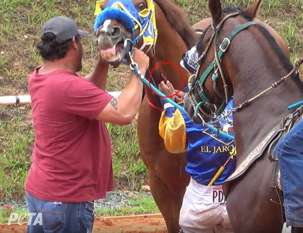 7 Charged Following PETA Exposé of Unregulated Horse Racing