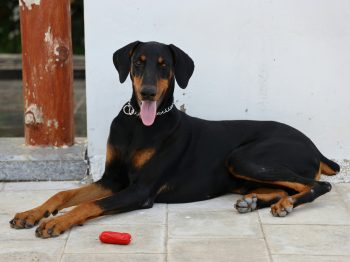 Doberman Lifespan – What to Expect & How to Help a Doberman Live Longer