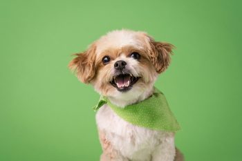 10 Life Lessons You Can Learn from a Shih Tzu