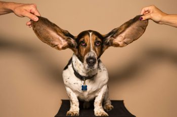 8 Dog Breeds Most Prone to Ear Infections