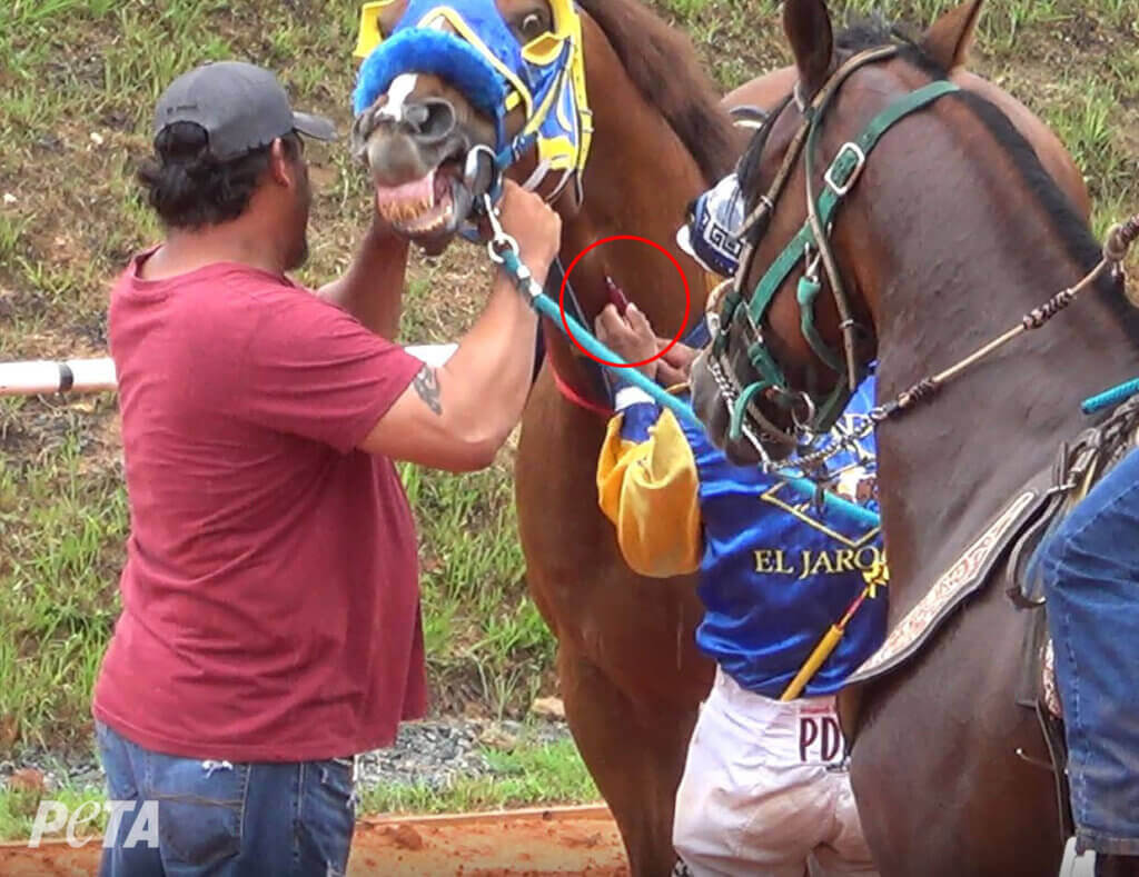 Feds Call Off Raid of Underground Track, Destroy PETA’s Evidence of Horse Doping