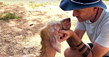 Man ‘Quits’ Corporate Job And Drinking To Save Every Street Dog