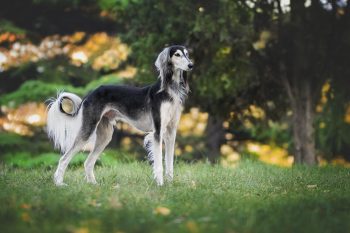 10 Dog Breeds That Act Like Furry Royalty