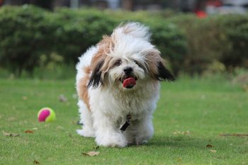 10 Dog Breeds Similar to Lhasa Apsos