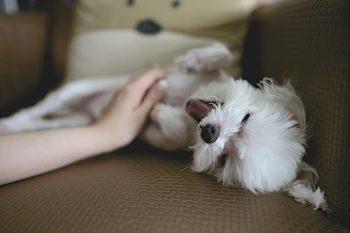 The Art of Belly Rubs: What Your Dog’s Behavior Says About Trust