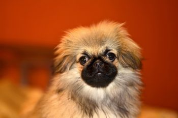 10 Life Lessons You Can Learn from a Pekingese