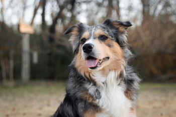 The History and Origin of the Australian Shepherd: A Comprehensive Look