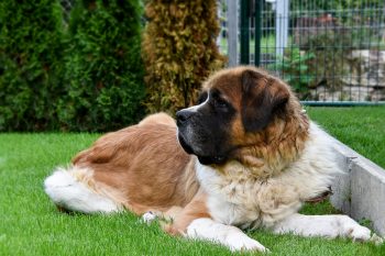 St. Bernard Lifespan – What to Expect & How to Help a St. Bernard Live Longer