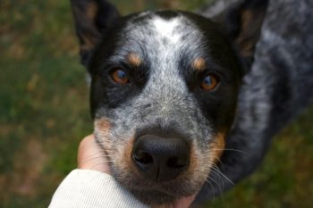 Australian Cattle Dog Lifespan – What to Expect & How to Help an Australian Cattle Dog Live Longer