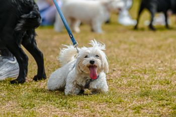 6 Dog Breeds That Are Known for Their Stubborn Streaks