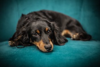 12 Best “Couch Potato” Dog Breeds