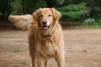 10 Life Lessons You Can Learn from a Golden Retriever