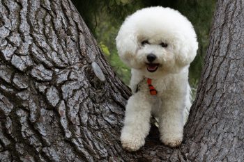 10 Dog Breeds Most Likely to Outsmart Their Owners