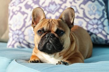 French Bulldog Lifespan – What to Expect & How to Help a French Bulldog Live Longer