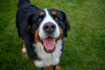Bernese Mountain Dog Lifespan – What to Expect & How to Help a Bernese Mountain Dog Live Longer