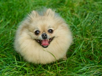 10 Life Lessons You Can Learn from a Pomeranian