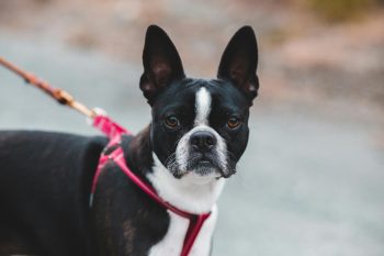 10 Life Lessons You Can Learn from a Boston Terrier