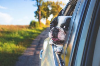 Why Dogs Love to Stick Their Heads Out of Car Windows