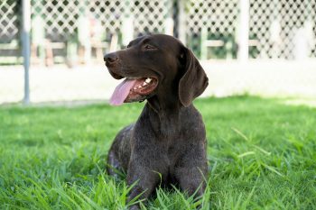 10 Life Lessons You Can Learn from a German Shorthaired Pointer