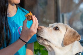 The Top 8 Dog Breeds Most Likely to Sell You Out for a Treat