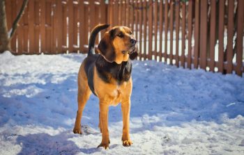 10 Dog Breeds Similar to Bloodhounds