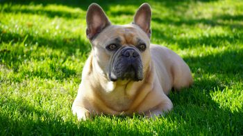 10 Dog Breeds Similar to French Bulldogs