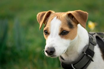10 Life Lessons You Can Learn from a Jack Russell