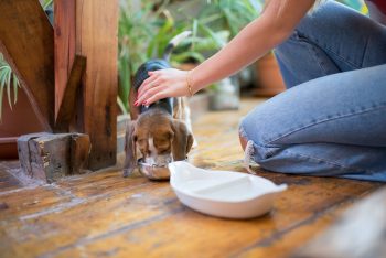 6 Dog Breeds with the Messiest Eating Habits