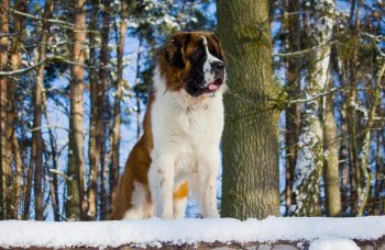 The History and Origin of the St. Bernard: A Comprehensive Look