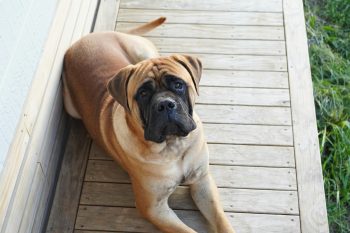 10 Life Lessons You Can Learn from a Bullmastiff