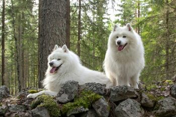 10 Dog Breeds Similar to Samoyeds