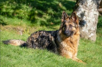 The History and Origin of the German Shepherd: A Comprehensive Look