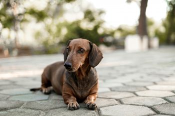 10 Life Lessons You Can Learn from a Dachshund