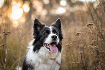 The History and Origin of the Border Collie: A Comprehensive Look