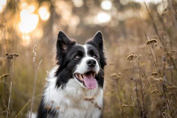 10 Life Lessons You Can Learn from a Border Collie