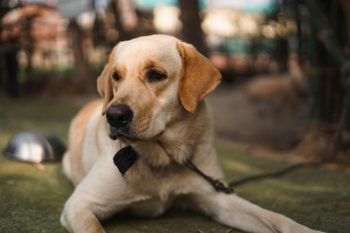 10 Dog Breeds Similar to Labs