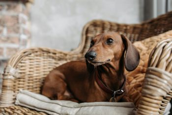 The History and Origin of the Dachshund: A Comprehensive Look